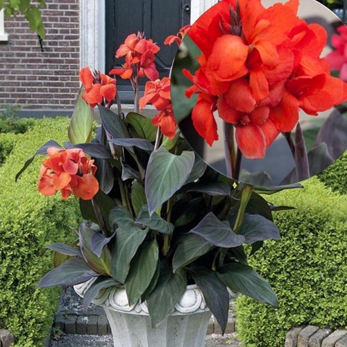 Canna indica 'Cannova Bronze Orange' - India kanna 'Cannova Bronze Orange' P9/0,55L
